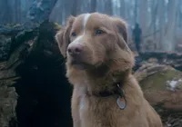 Cachorro é indicado a prêmio de cinema pela primeira vez na história imagem