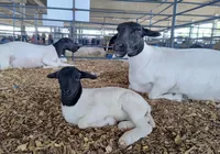 Caçulinha! A história de Fernanda, a ovelha recém-nascida da Fenagro