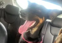 Cadela é morta a tiros no Ifba e caso mobiliza a polícia e protestos