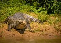 Cantor encontra jacaré no quintal e entra em pânico: “Tô apavorado”