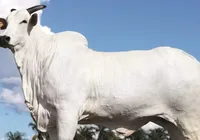 Cantor sertanejo compra vaca avaliada em mais de R$ 50 milhões