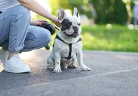 Carrapatos e desidratação: confira dicas da veterinária para cuidados com seu pet no verão imagem