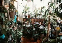 Casa fresca no verão: cinco plantas que ajudam a baixar a temperatura imagem