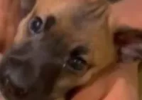 Caso de raiva em cachorro em Salvador após 20 anos é descartado imagem