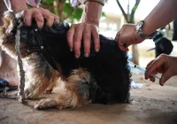 Caso de raiva reaparece em Salvador após 20 anos sem registro imagem