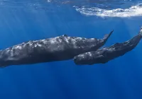 Cientistas descobrem "alfabeto" usado por baleias para se comunicar imagem