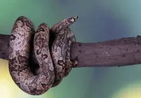 Cobra que mais pica no Brasil pode ser encontrada na Bahia imagem