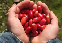 Com essa fruta, tudo azedo fica doce; saiba qual