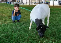 Crianças fazem fila para ver cabritos e cordeiros na Fenagro: entenda por quê