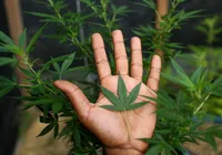 Distúrbio ligado à cannabis pode durar dias e levar ao hospital