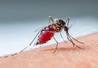 Do quintal à UTI: a picada de mosquito que quase matou um homem imagem