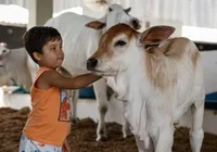 Domingão imperdível! Fenagro fecha edição com shows, animais, aventura e clima natalino imagem