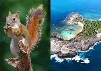 Esquilos invadem paraíso nordestino e surpreendem moradores e turistas