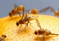 Essa pequena mosca pode mudar um problema que afeta frutas do seu dia a dia imagem