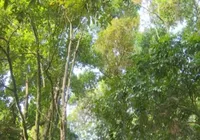 Fazenda é punida por venda irregular de lote no Vale do Jiquiriçá imagem