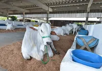 Fenagro 2025 abre as portas com mais de 3 mil animais prontos para exposição