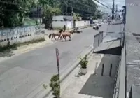 Homem é atropelado por cavalos em Feira de Santana imagem