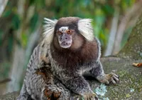 Homem é internado por suspeita de raiva após alimentar sagui