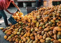 Ilhéus é reconhecida como capital nacional do cacau e do chocolate imagem