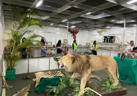 Leão, vísceras e ciência: museu mostra como são os animais por dentro