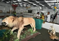 Leão, vísceras e ciência: museu mostra como são os animais por dentro