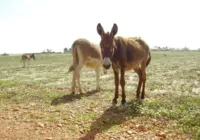 Leite de jumenta ganha mercado premium e pode chegar nas UTI neonatais