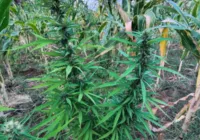 Mais de 22 mil pés de maconha são destruídos na Bahia imagem