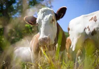 Membro do Comando Vermelho é preso por furtar dezenas de vacas imagem