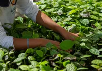 Muçununga: Projeto restaura 1.200 hectares de Mata Atlântica no Sul da Bahia