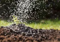 Não é a chuva: bactérias do solo causam o cheiro de terra molhada imagem