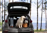 Nova lei: deixar pet sozinho em casa pode gerar multa de até R$ 10 mil