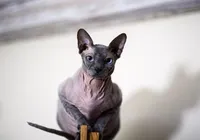 Nova lei proíbe criação de gatos 'de raça' e prevê multa de R$ 8 mil imagem