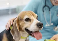 Novembro Azul: pets também podem sofrer com câncer de próstata imagem