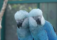 O voo incerto da ararinha