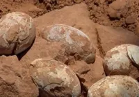 Ovos de dinossauro de 72 milhões de anos surpreendem arqueólogos imagem