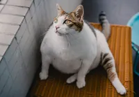 Ozempic para gatos? Novo implante trata obesidade felina imagem