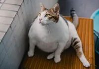 Ozempic para gatos? Novo remédio promete emagrecer pets imagem