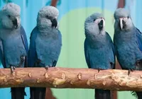 PF realiza operação para investigar vírus letal em ararinhas-azuis