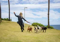 Passeio sem guia expõe cães a risco de acidentes e ataques imagem