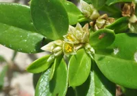 Planta brasileira reduz inflamação e dor de artrite; saiba qual