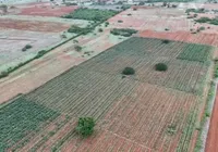 Plantação gigante de maconha é encontrada por drone na Bahia