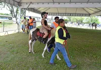Pônei é um cavalo? Veja curiosidades sobre animal destaque da Fenagro imagem
