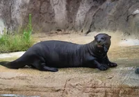 Predador aquático gigante extinto há 40 anos reaparece em país vizinho