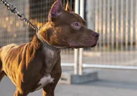 Prender cães em correntes de maneira permanente já é crime imagem