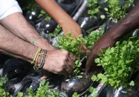 Primeira horta sustentável é entregue em Feira de Santana imagem