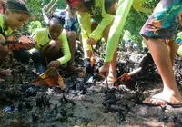 Projeto visa proteger mangue em Candeias