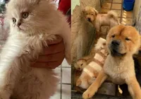 Proprietária de canil é presa por maus tratos a 121 animais