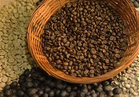 Quatro marcas de café são consideradas impróprias para consumo; veja a lista imagem