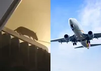 Ratazana causa pânico ao voar com passageiros em aeronave