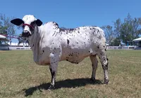 'Shakira' é coroada campeã na Fenagro; entenda como funciona julgamento imagem